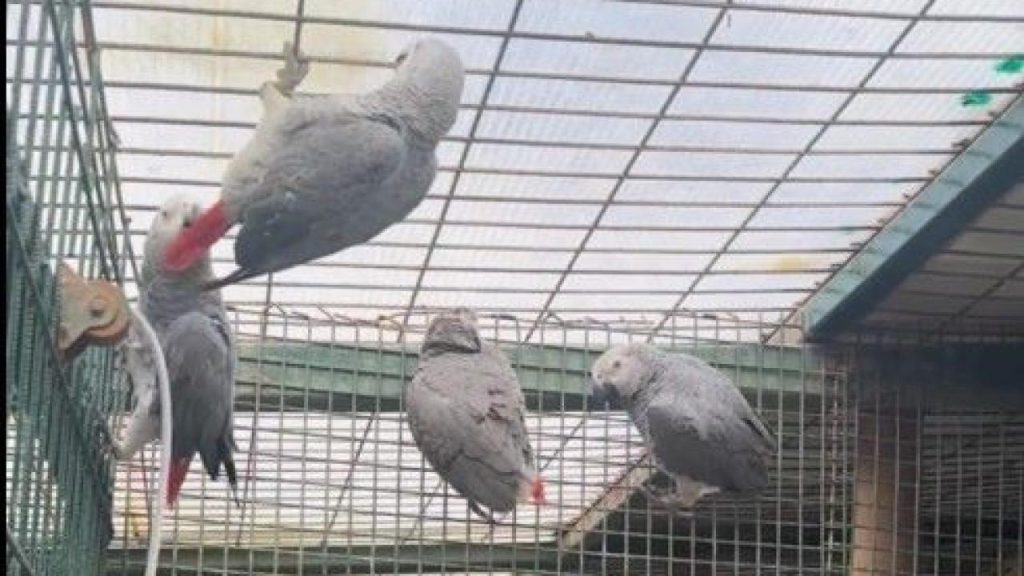 İstanbul Havalimanı’nda bavul içinde ülkeye sokulmak istenen 20 Afrika gri papağanı ele geçirildi