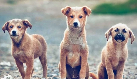 Güney Kıbrıs’ta sokak hayvanlarının uyutulmasına sınırlama geliyor: Yalnızca ciddi tehlike durumlarında