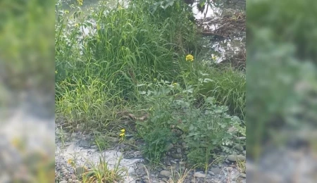 Lefke Çevre ve Ekoloji Derneği: Gemikonağı Deresi’ni kaplayan foseptik kirliliği üç aydır olduğu gibi duruyor