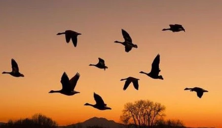 Amerika’nın eski uygarlığı, yükselişini kuş dışkısına borçluymuş