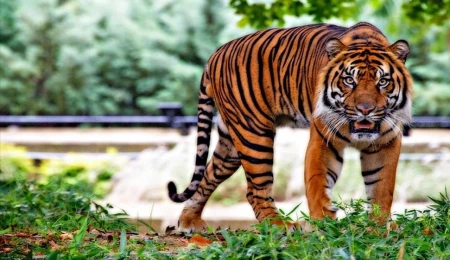 Tayland’ta 72 kaplan hastalıktan öldü, turistik parka soruşturma başlatıldı