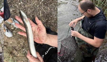 Güney Kıbrıs’ta ilk kez Avrupa yılan balığı “anquilla anquilla” saptandı