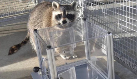 Rakunların sırf eğlence için bulmaca çözdüğü bulundu