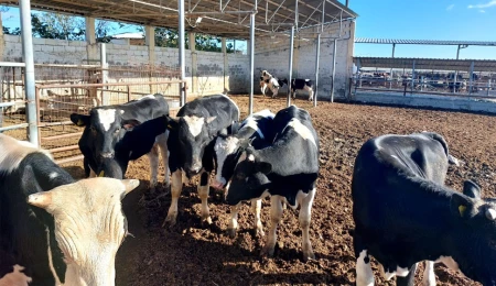 Rum basını: “Pergama”daki “Kıbrıs Cumhuriyeti”ne kayıtlı çiftliklerin faaliyetleri askıya alındı