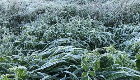 Bugün ve Çarşamba yer yer don olayı bekleniyor