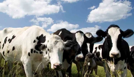 Larnaka’da şap vakaları artıyor: 22 mandıraya bulaştı