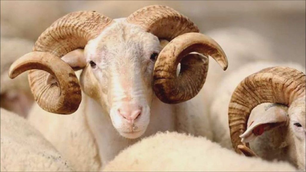 Kurban Bayramı yarın başlıyor