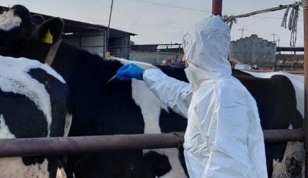 Palyometoho’da şap nedeniyle itlaf edilen hayvanlar için gerginlik