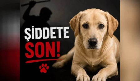 Sipahi’de köpeğin elektrik direğine asılarak öldürülmesiyle ilgili 1 kişi tutuklandı
