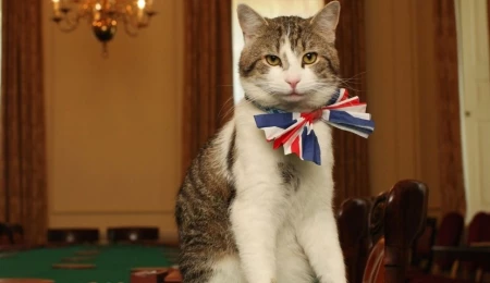 Starmer de gitti, Larry kaldı: Downing Street’in ünlü kedisi 2011’den bu yana altı başbakan gördü