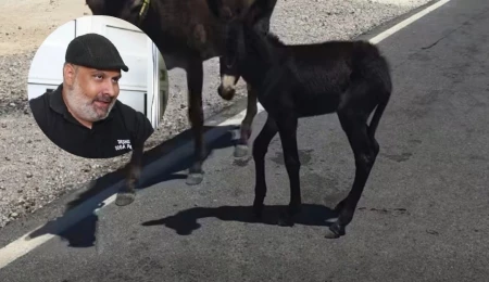 Karpaz’da eşek sıpasına araç çarptı: Bariyerli alan içerisinde güvende yaşamalarını istiyoruz