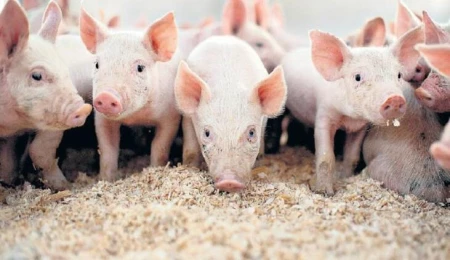 Güney Kıbrıs’ta 33 bin domuz yavrusunun itlaf edilmesi planlanıyor