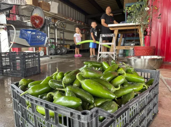 ABD’de salmonella salgını 27 eyalete yayıldı.. Salgının sebebi jalapeno biberleri olarak gösteriliyor