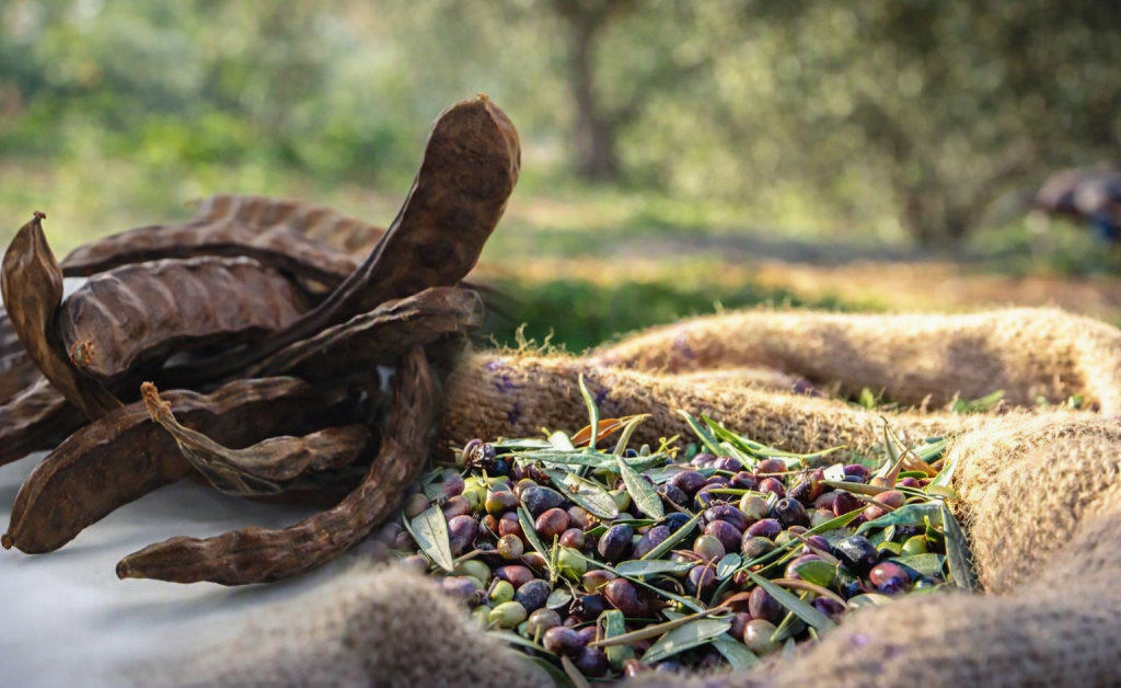 Güzelyurt’ta zeytin ve harup hasat tarihleri belirlendi