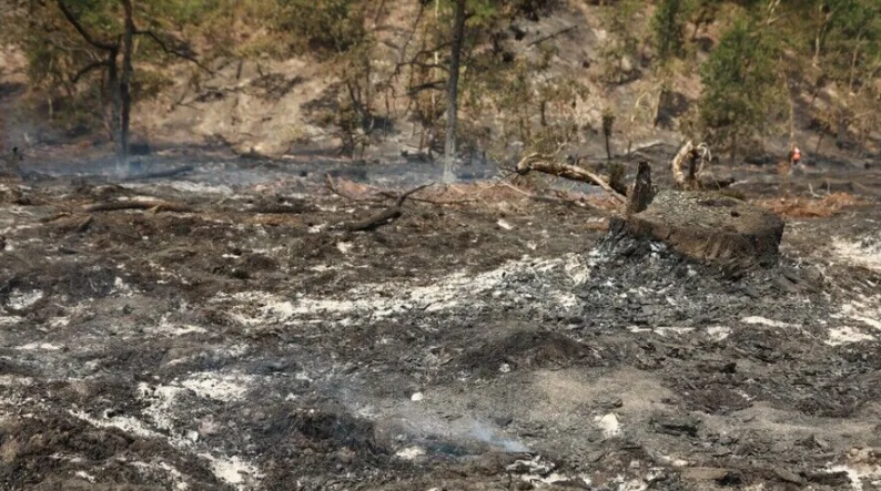 Fransa’nın Landes vilayetindeki orman yangınında 1580 hektarlık alan küle döndü