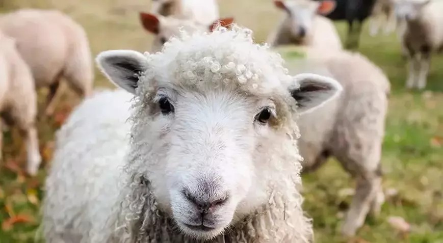 Çiçek hastalığı tazminat ödemeleri yapıldı
