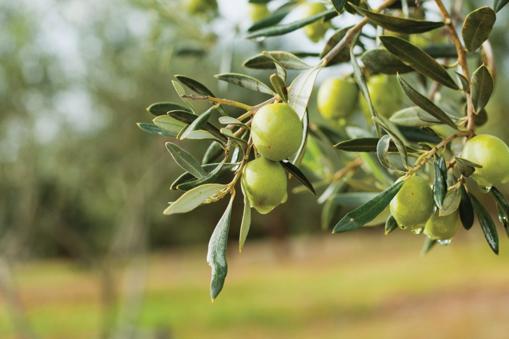 İskele’de erkenci zeytin hasadına yarın başlanabilecek