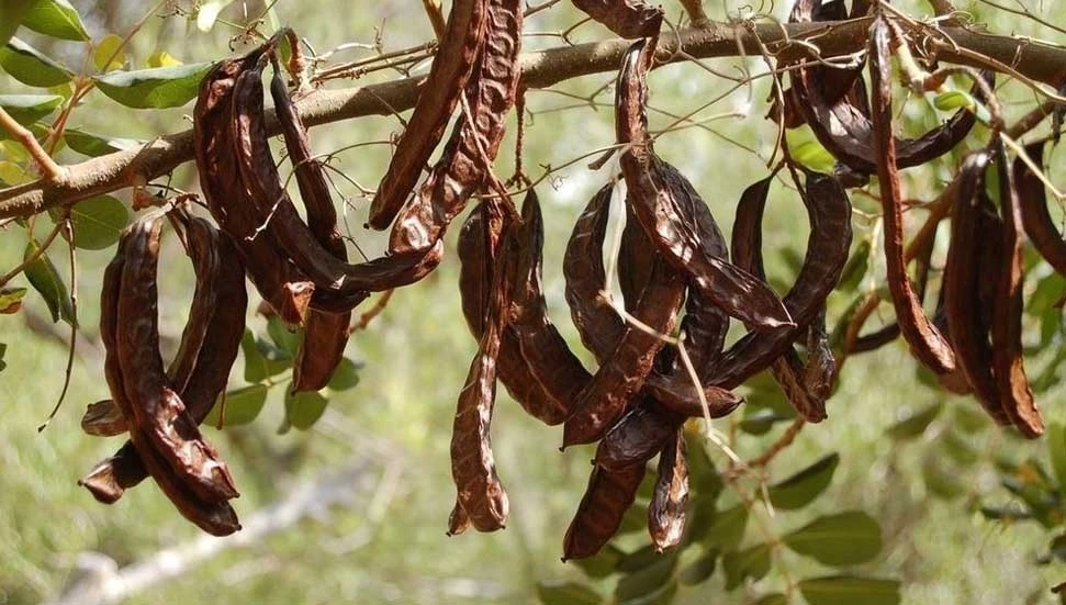 17 Ağustos Pazartesi’nden itibaren Gazimağusa’da harup toplanabilecek