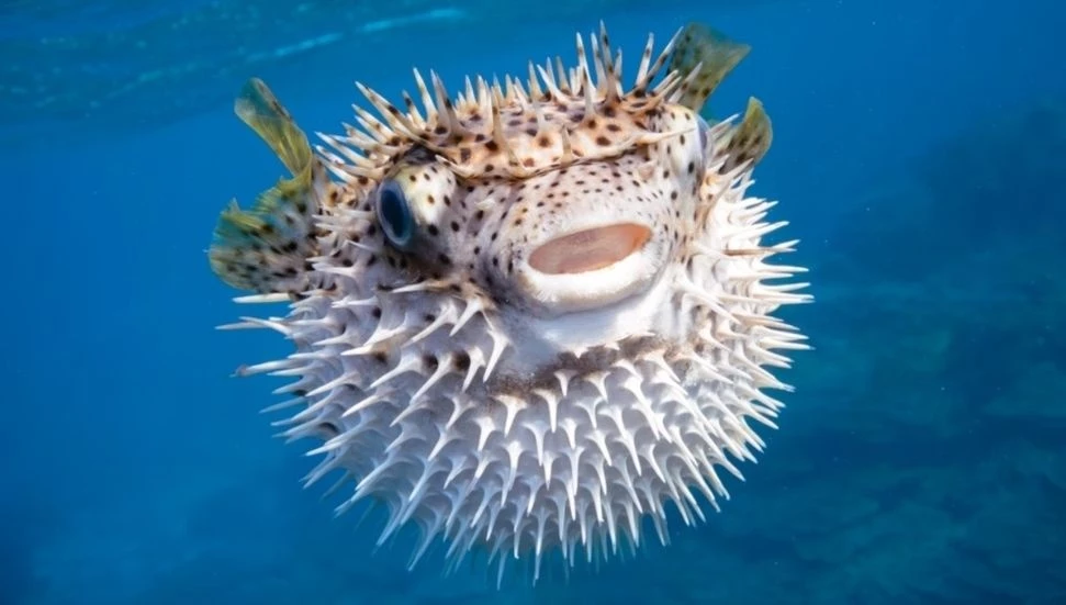 Güney Kıbrıs’ta iki yılda 145 ton balon balığı avlandı: Karşılığında 685 bin Euro ödeme yapıldı