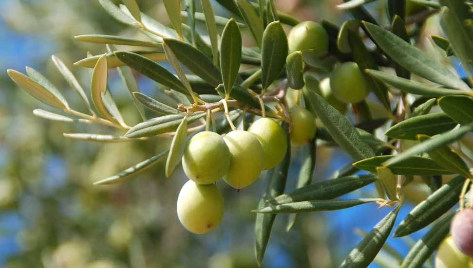 Girne’de zeytin toplama tarihleri açıklandı