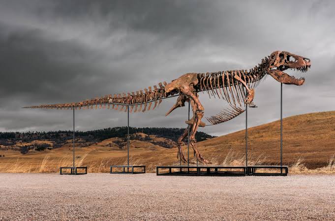 Araştırma, T-rex’in vücut ısısının insanlarınkine benzer olduğuna işaret ediyor