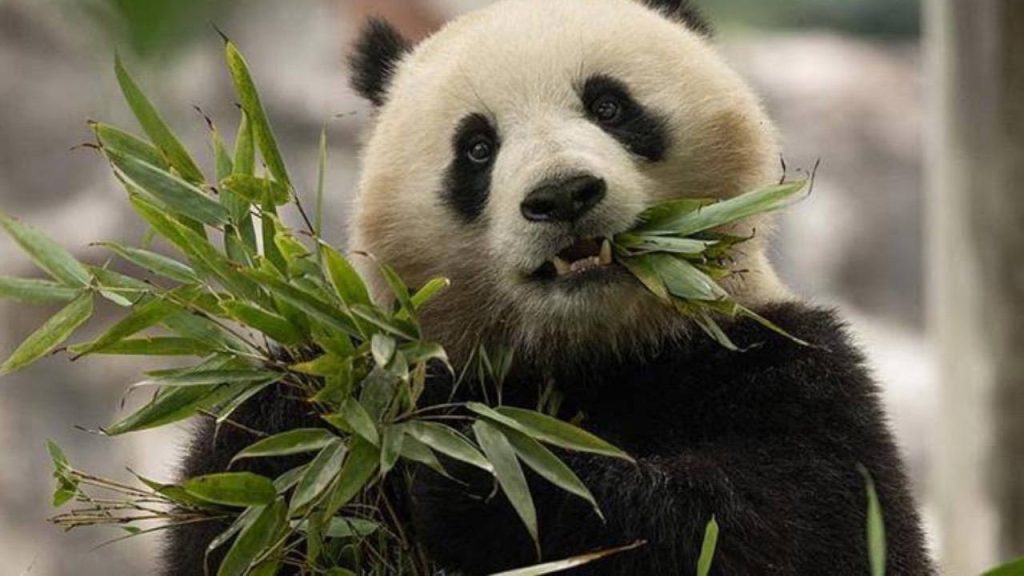 Şi’nin ziyaretinin ardından ABD’ye gönderilmesine karar verilen 2 panda yola çıktı