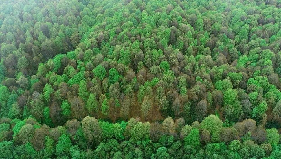 İngiltere’nin East Sussex bölgesinde ağaçlara insanlarla aynı haklar tanındı