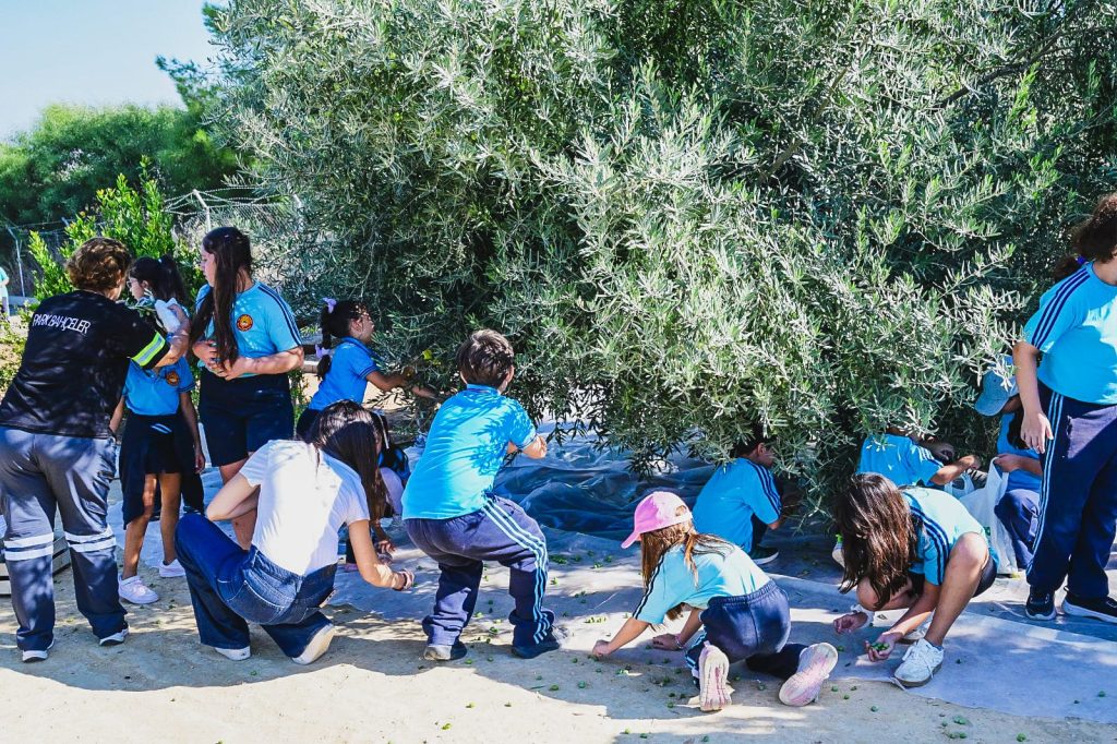 Öğrenciler, LTB Kızılbaş Parkı’nda zeytin hasadı yaptı