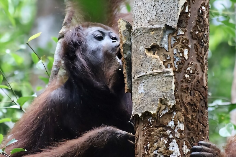 Endonezya’da nesli tehlike altındaki 46 Borneo orangutanı orman yangınlarından kurtarıldı