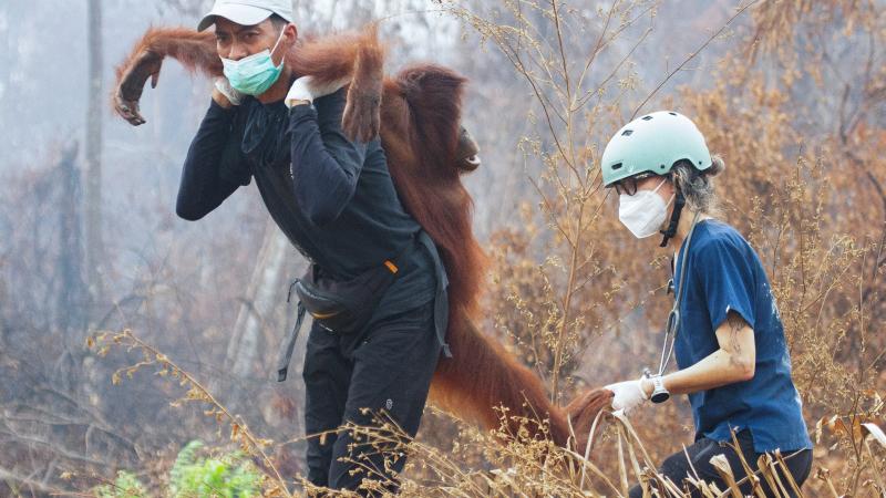 Endonezya’da yangın alarmı: Orangutanları kurtarmak için zamanla yarış