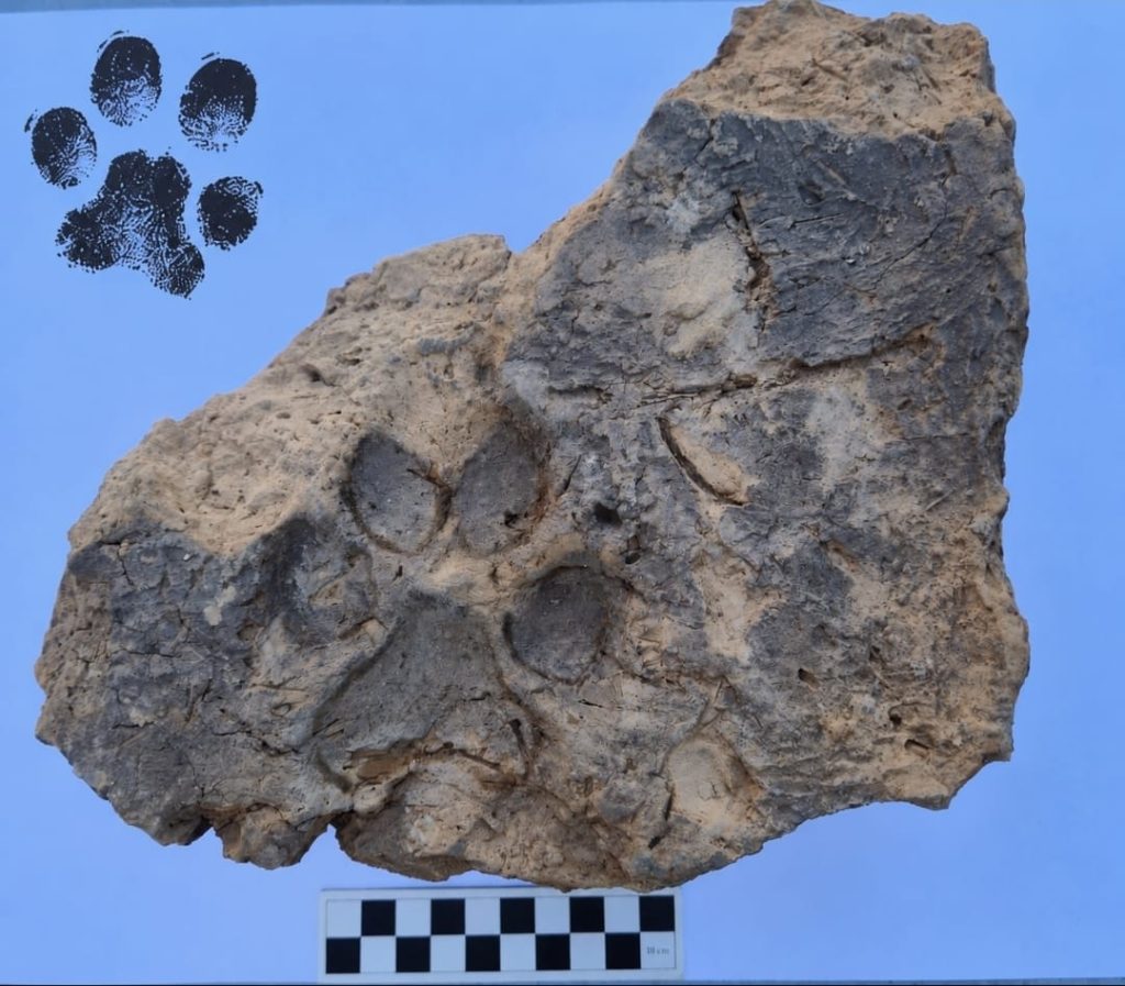 Tavşanlı Höyük kazılarında yaklaşık 4 bin yıllık pati izleri bulundu