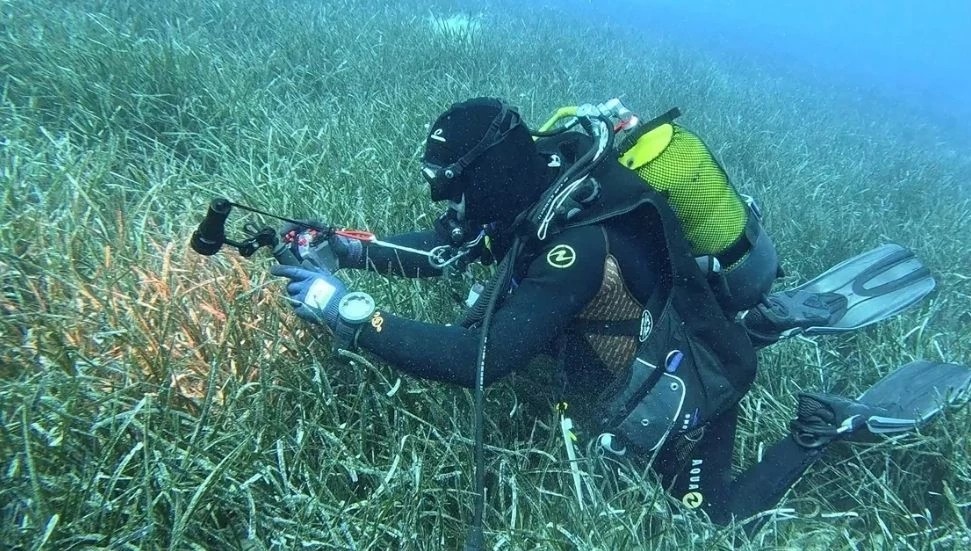 Meksika Körfezi’ndeki petrol kazasından sonra deniz canlıları yüzde 60 azaldı